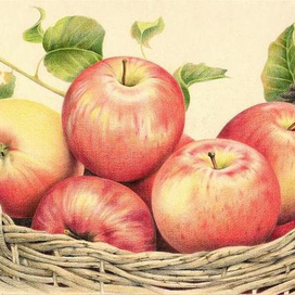 Яблочки