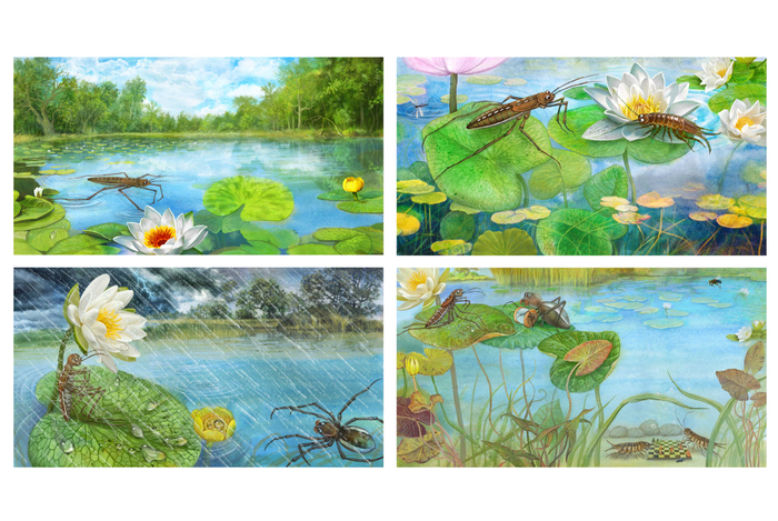 Между двух небес.(Про водомерку)