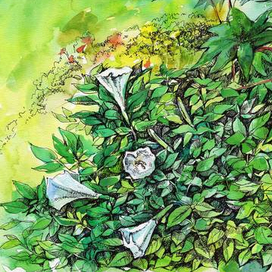 Цветы (Дядьковская)