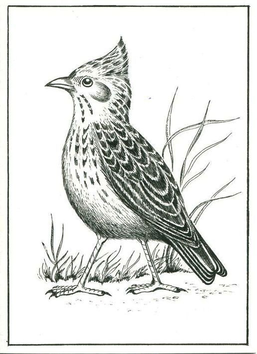 Хохлатый жаворонок