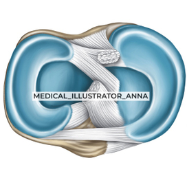 Коленный сустав, вид сверху. Артрология