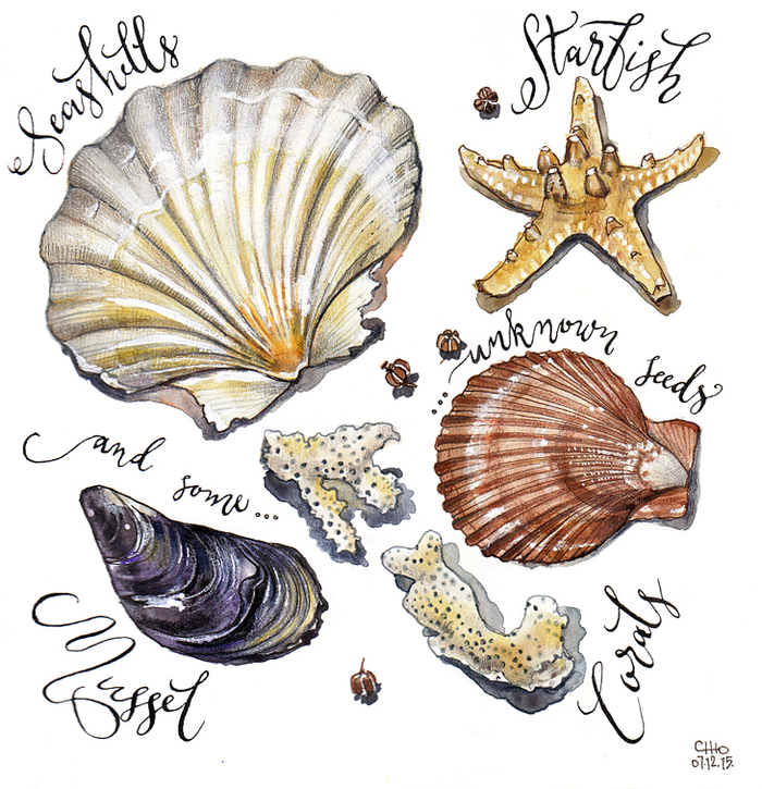 Starfish & seashells