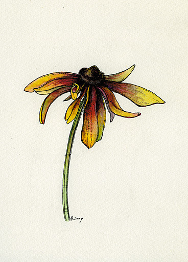 дачные зарисовки