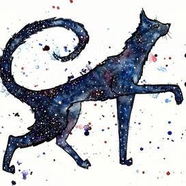 Звездный кот