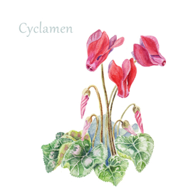 Акварельная иллюстрация: Цикламен.