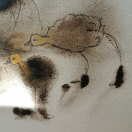 Страусиная семья