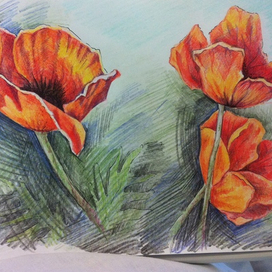 Красный мак