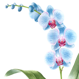 Botanical Art: Phaelenopsis | Орхидея