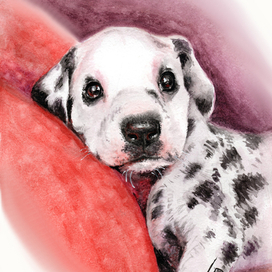 Очаровашка далматин 