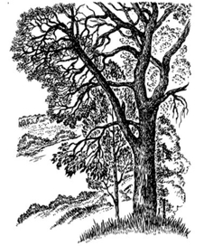 А. ФЕТ. стихотворения.