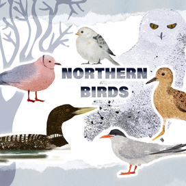 Северные птицы