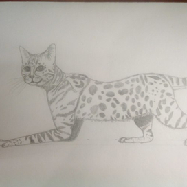 Бенгальская кошка