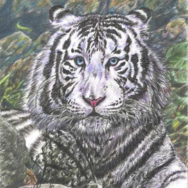 "Белый Тигра".