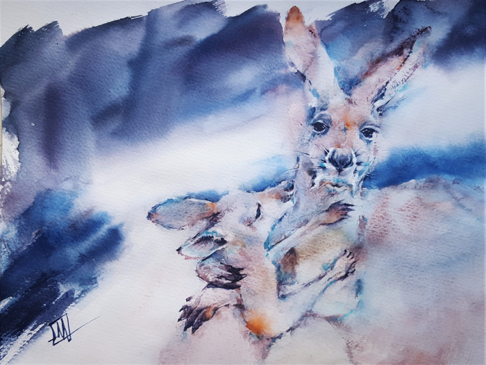 Из жизни кенгуру