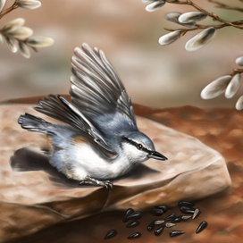 Поползень обыкновенный