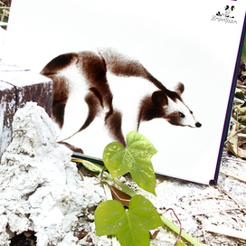 Новый дом для песочной крысы