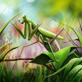 Баннер для выставки насекомых. 