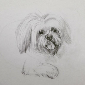 Портрет собачки