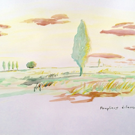 Тополиная дилемма