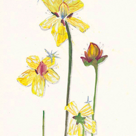 Цветы белозора