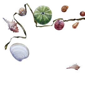 Дары моря. Сага. Часть 1