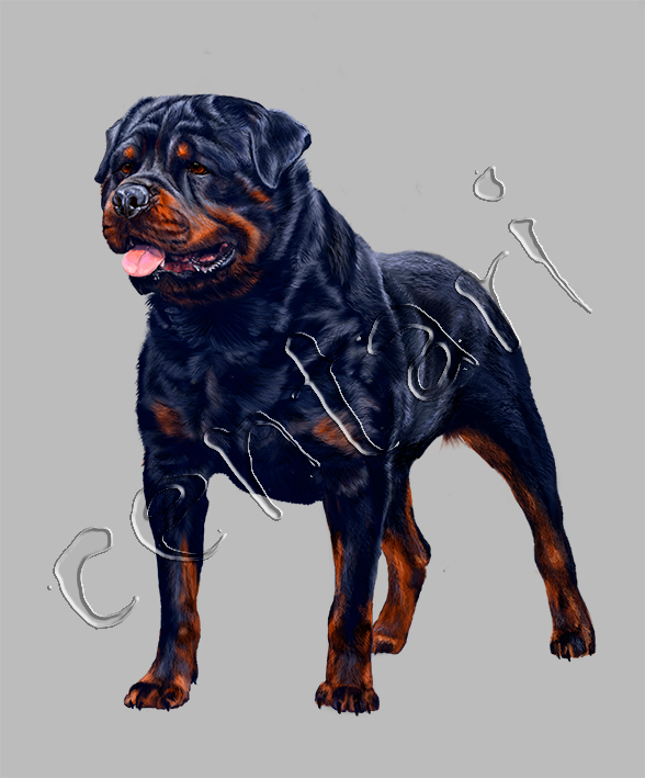 Rottweiler-dog