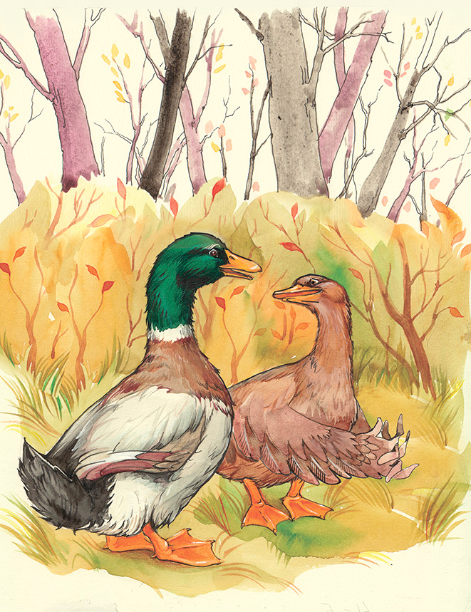 Серая Шейка