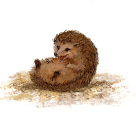 Ежик смеется) Концовка