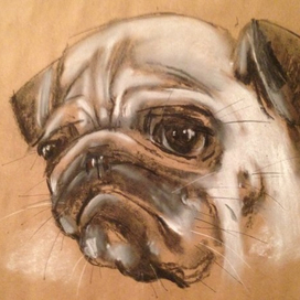 Тоша. Самый страшный звэр на свэтэ