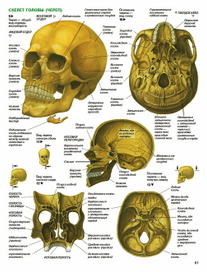 анатомия человека. череп