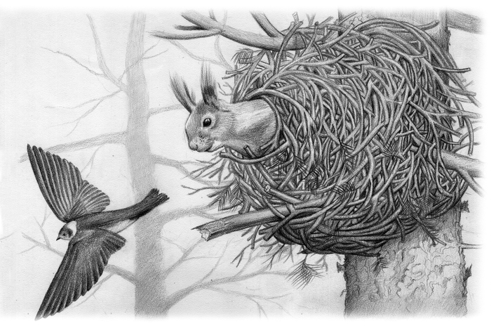 Иллюстрация к рассказу Виталия Бианки "Лесные домишки"