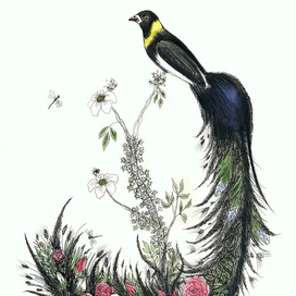 Самец райской мухоловки с цветами в хвосте