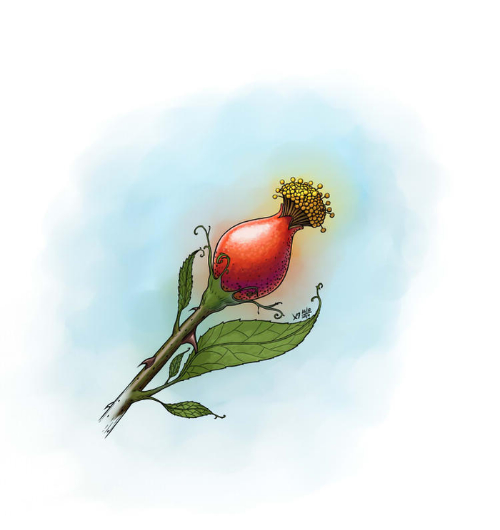 Шиповниковый мотив