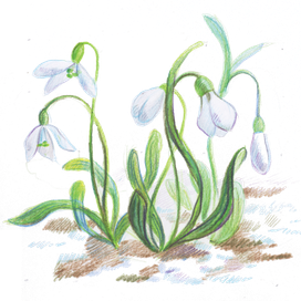 подснежник