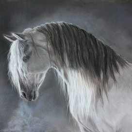 Andalusian Horse 
