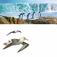 Антарктида.