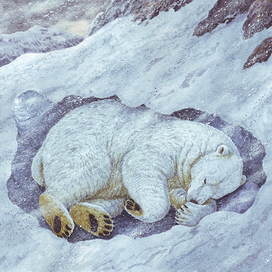 Спит твоя соседка - белая медведка.