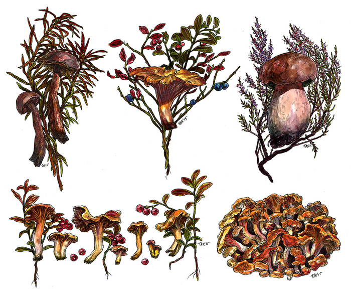 Иллюстрации из серии "Грибы"