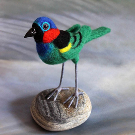 Синешапочная танагра