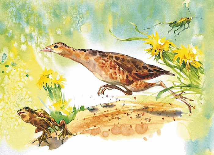 В. Бианки «Дергач» (Лесная газета)