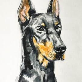 Doberman 