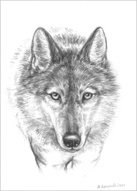 Портрет волка