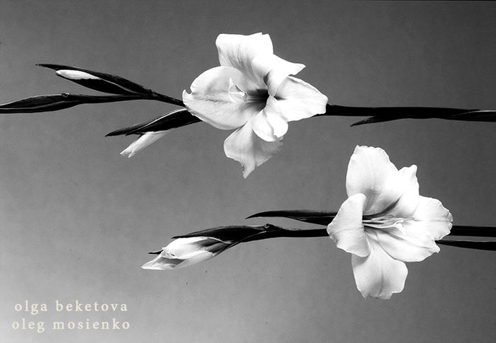 Гладиолусы