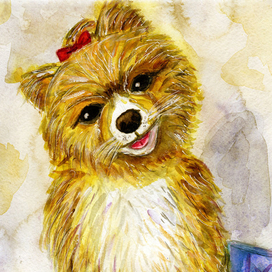 Волчий шпиц