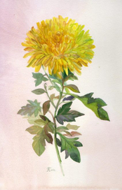 Хризантема