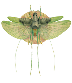 зеленый рыцарь