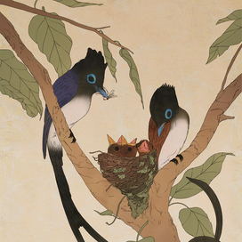 Чёрная райская мухоловка