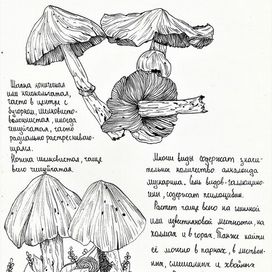 Волоконница