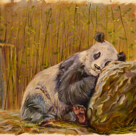 Этюд маслом сонная панда