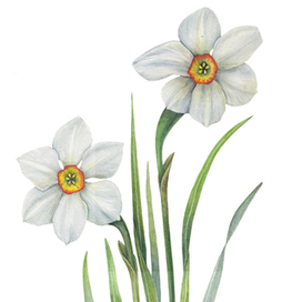 Narcissus poeticus